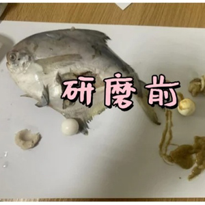 低溫環境下用冷凍研磨儀對鳊魚肉研磨實驗|保證生物活性